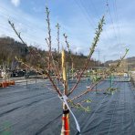Mandľovník (Prunus dulcis) ´FILIPPO CEO´ - výška 130-180 cm, kont. C6L (-25°C)